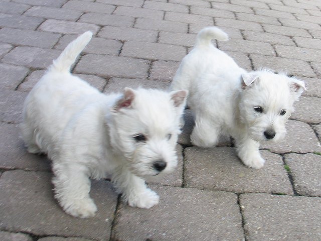 westie-welpen-09