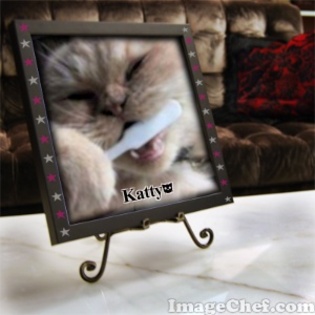 Tablou pisica - Poze cu animale modificate