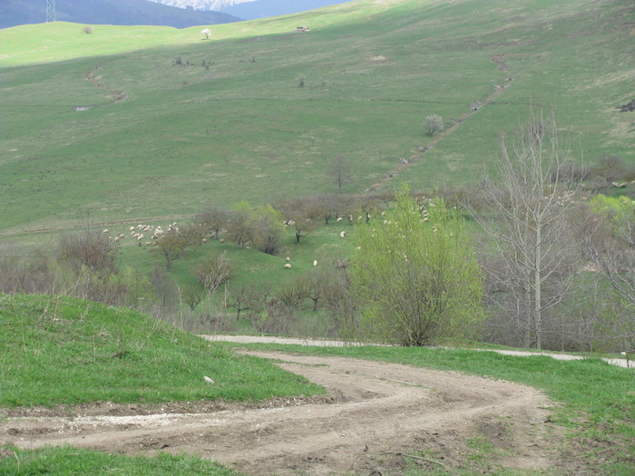 plaiuri mioritice... - natura