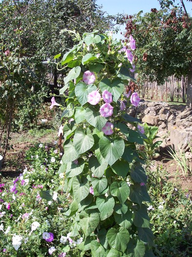zorele - 2009 flori
