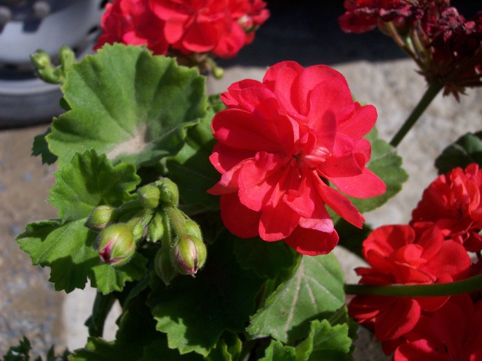 muscata - 2009 flori
