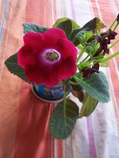 102_7945 - 2009 flori