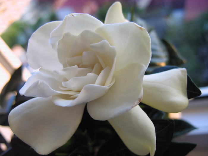 gardenia parfumata; floare
