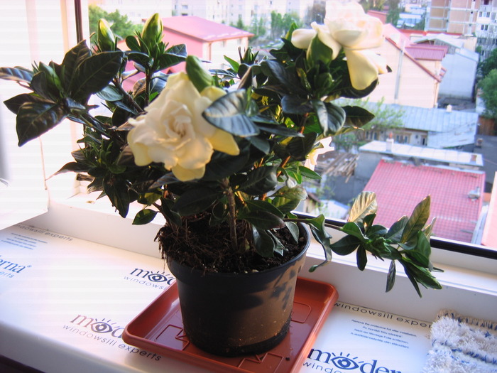 gardenia parfumata - 2-PLANTELE MELE