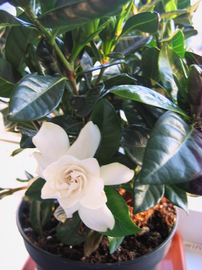 gardenia parfumata; 25.04.10
