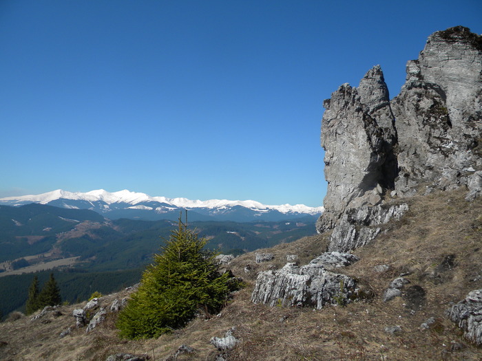 Picture 229 - muntii tibau-aprilie 2010
