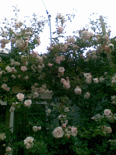 trandafir urcator roz - flori 2010