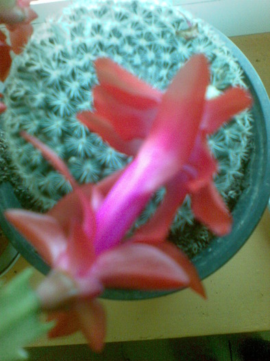 cactus+floare de"nu ma deranja" - flori 2010