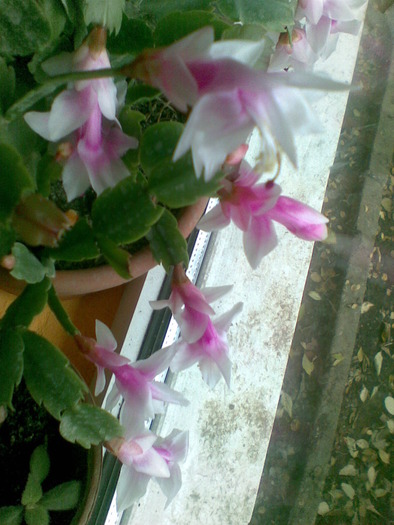 "nu ma deranja"roz deschis