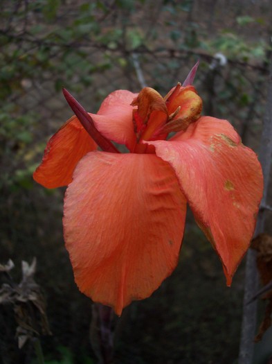 cana portocalie - 2009 flori