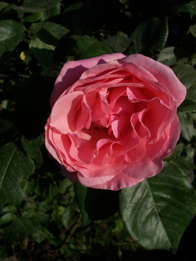 TRANDAFIR roz - 2009 flori