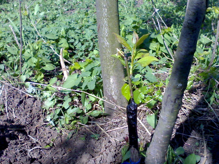 prun - pomi altoiti in mai multe tipuri primavara 2010