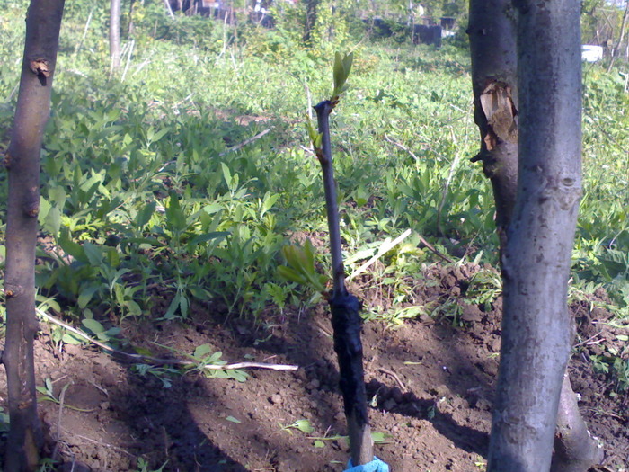 prun2 - pomi altoiti in mai multe tipuri primavara 2010