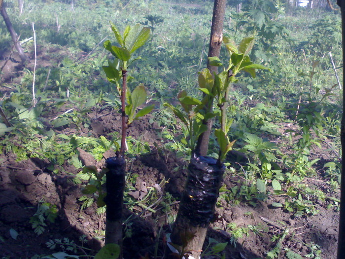 pruni3 - pomi altoiti in mai multe tipuri primavara 2010