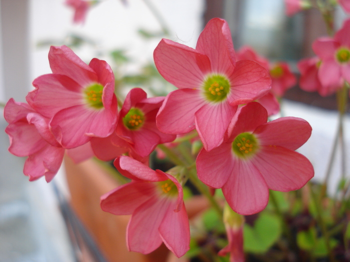 Oxalis Iron Cross (2010, April 26)