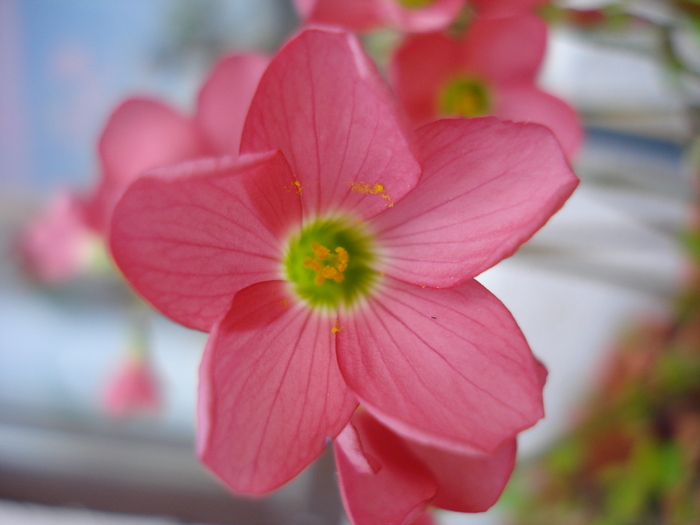 Oxalis Iron Cross (2010, April 26)