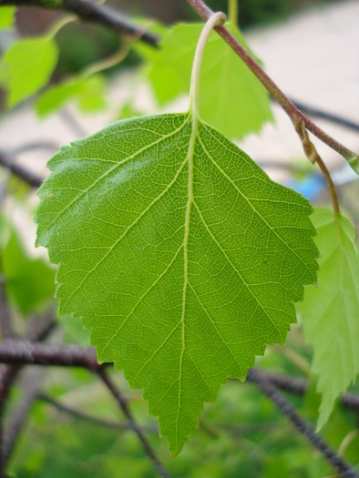 Young's Weeping Birch (2010, Apr.25) - Betula pendula Youngii