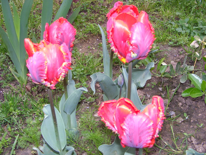 Fl aprilie 2 007