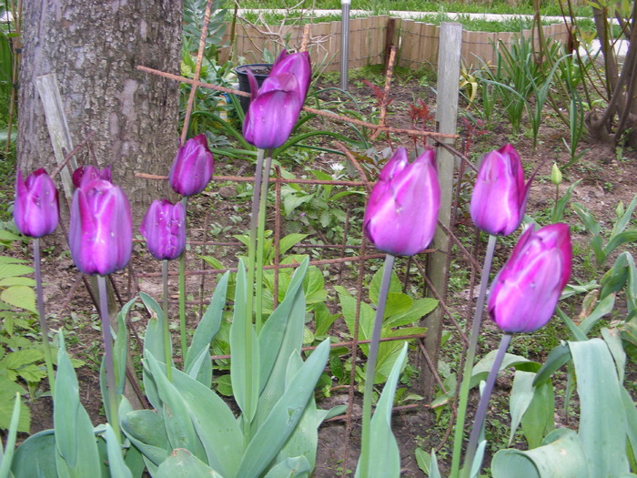 Fl aprilie 2 009 - flori si animale 2010
