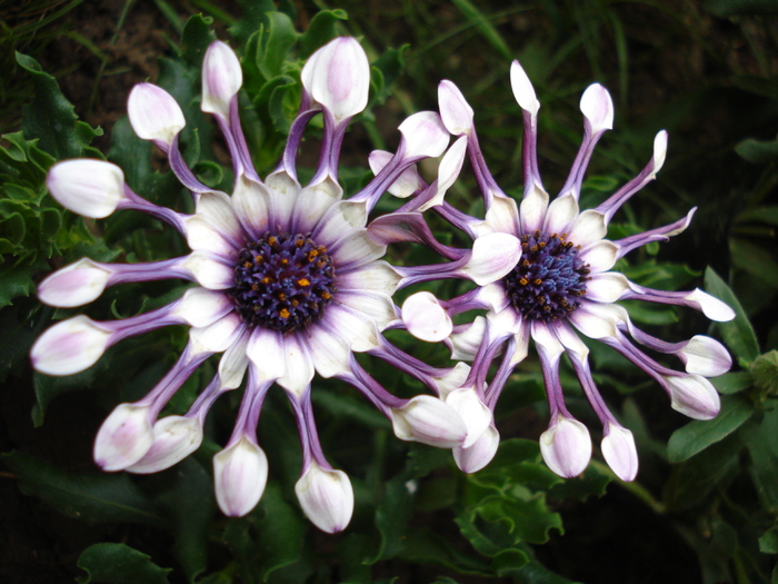 Daisy Nasinga White (2010, April 24) - Osteo Nasinga White