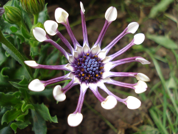 Daisy Nasinga White (2010, April 24) - Osteo Nasinga White