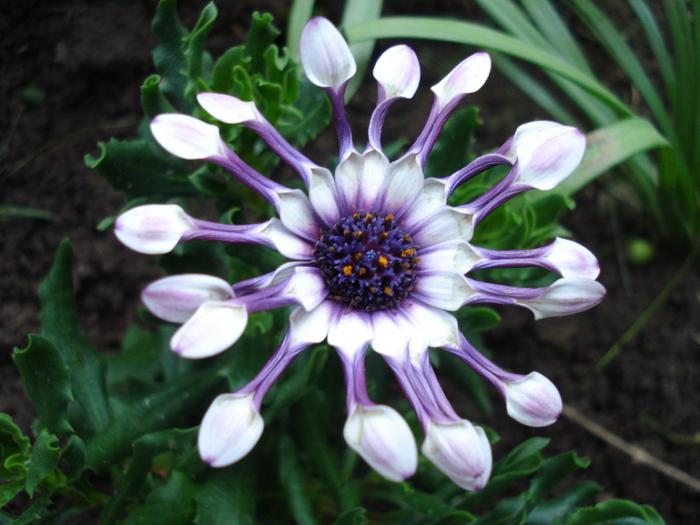 Daisy Nasinga White (2010, April 24)