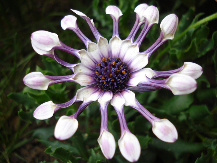 Daisy Nasinga White (2010, April 24) - Osteo Nasinga White