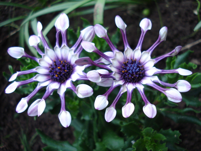 Daisy Nasinga White (2010, April 24) - Osteo Nasinga White