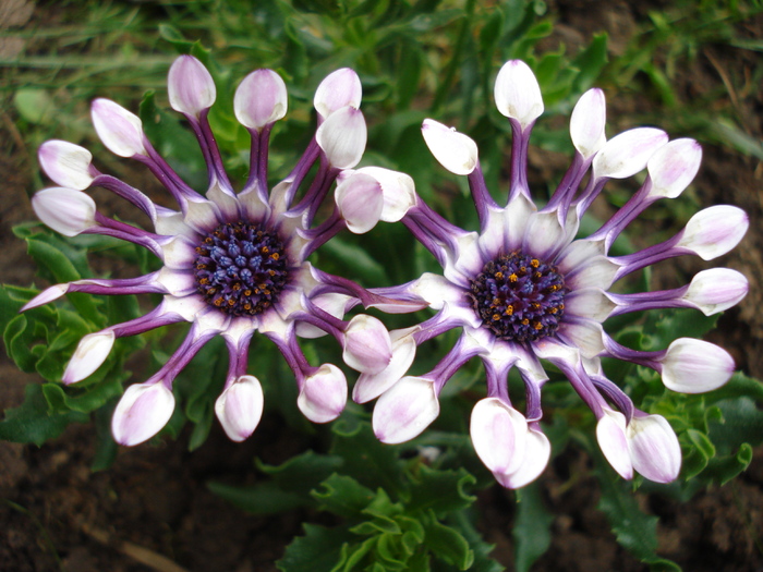 Daisy Nasinga White (2010, April 25)