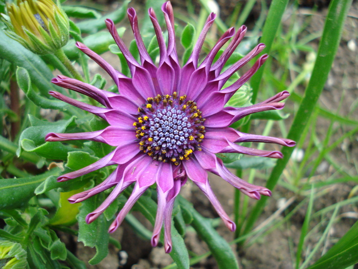 Daisy Nasinga Purple (2010, April 24) - Osteo Nasinga Purple