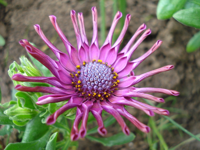 Daisy Nasinga Purple (2010, April 25) - Osteo Nasinga Purple