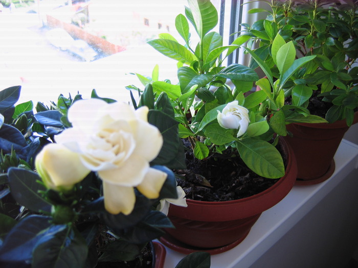 gardenia - 2-PLANTELE MELE