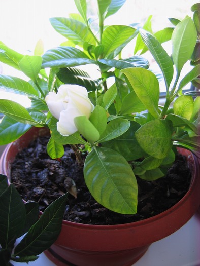 gardenia - 2-PLANTELE MELE