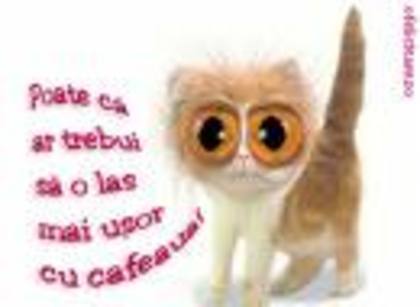 miaoooooooouuuuuuuuuuuuu - poze amuzante
