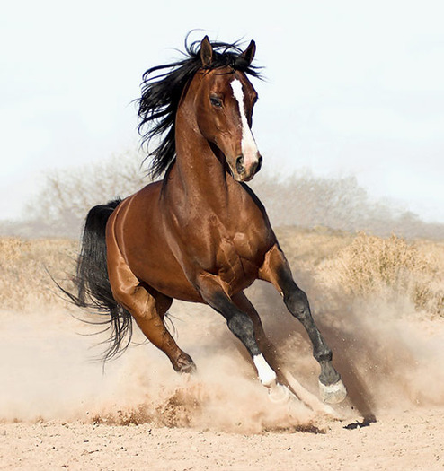 arabian-horse8 - Cai