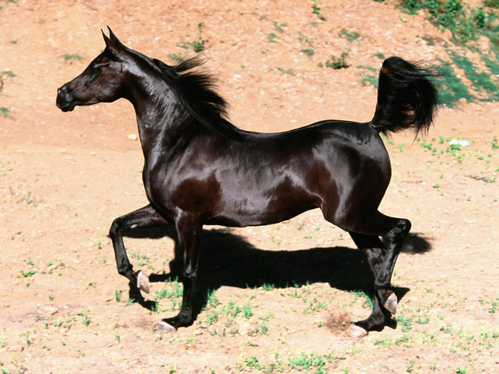 black_arabian_mare,_arabian_horse - Cai
