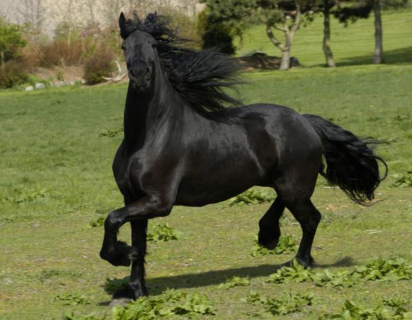 friesian-horse - Cai