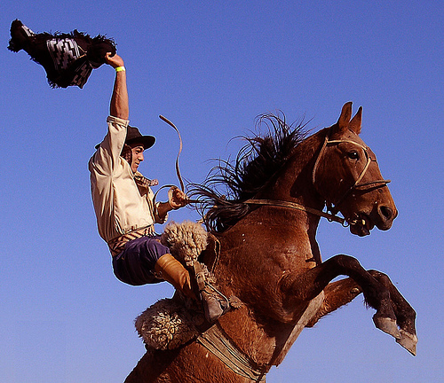 horse-picture-brazil-a-velhaca-Eduardo-Amorim-horse-best-picture-gallery - Cai