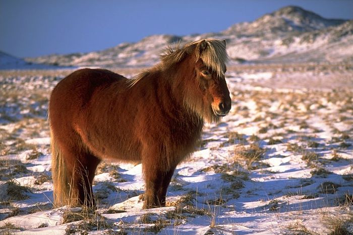 icelandic-horse