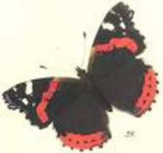 fluture multicolor - FLUTURI