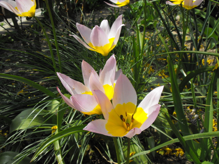 lalele2010 252