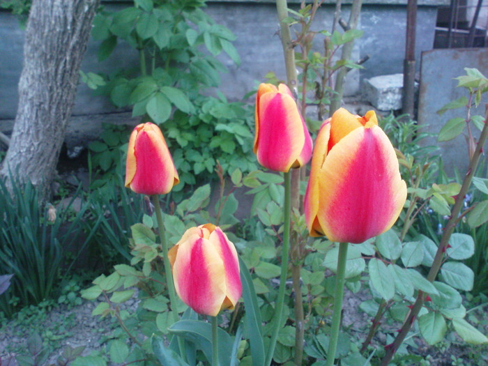 DSC01859