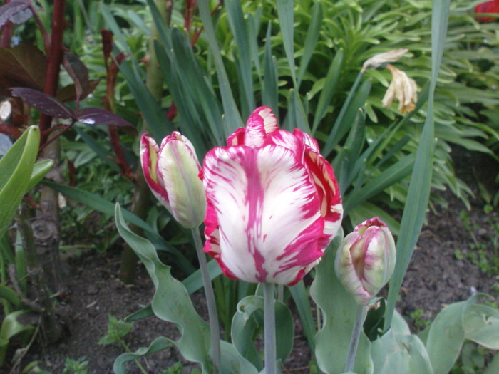DSC01937