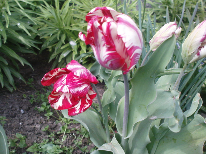 DSC02054