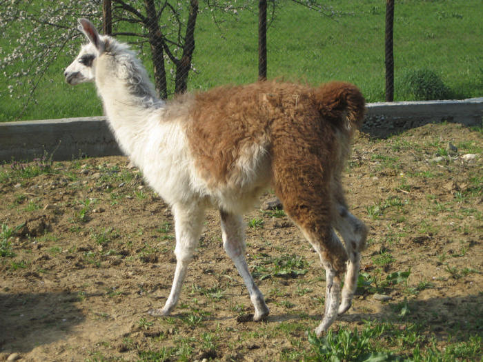 IMG_4112 - LAMA