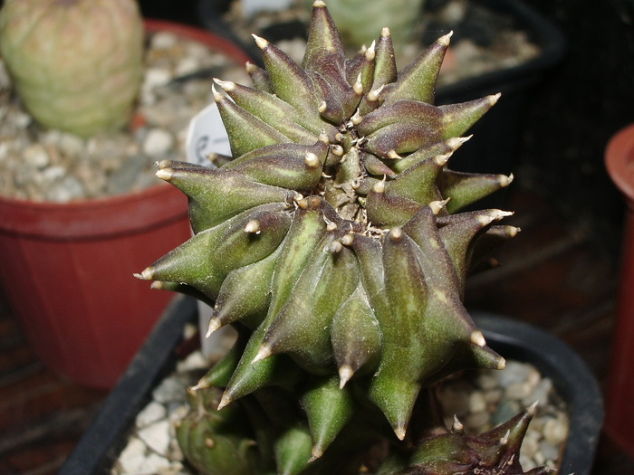  - Orbea ciliata