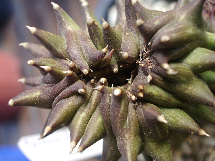 IMGP1483 - Orbea ciliata