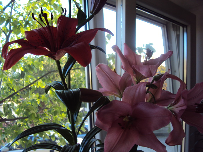 DSC01134 - casa mea si florile de acasa