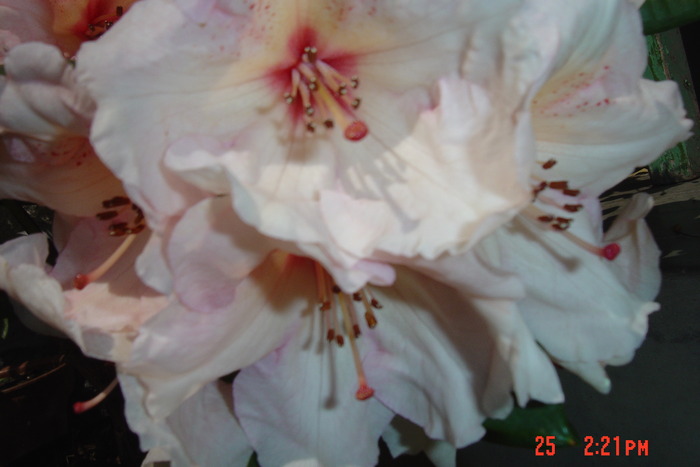 New Folder 2 026 - flori de primavara