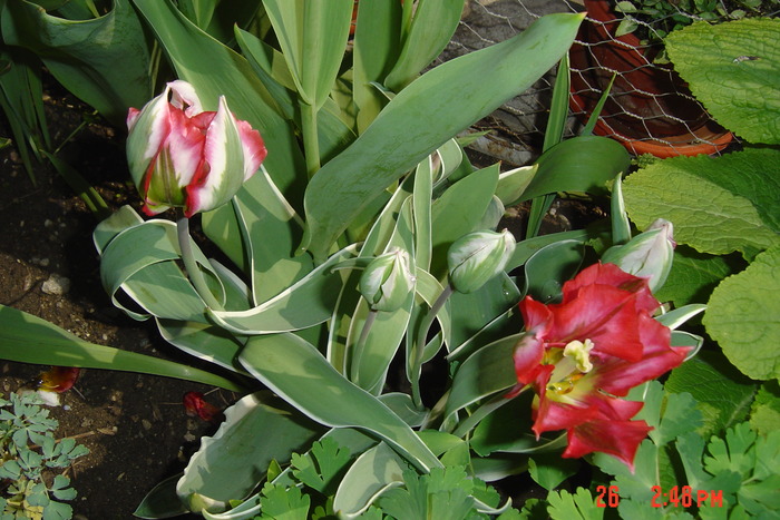 lalele - flori de primavara